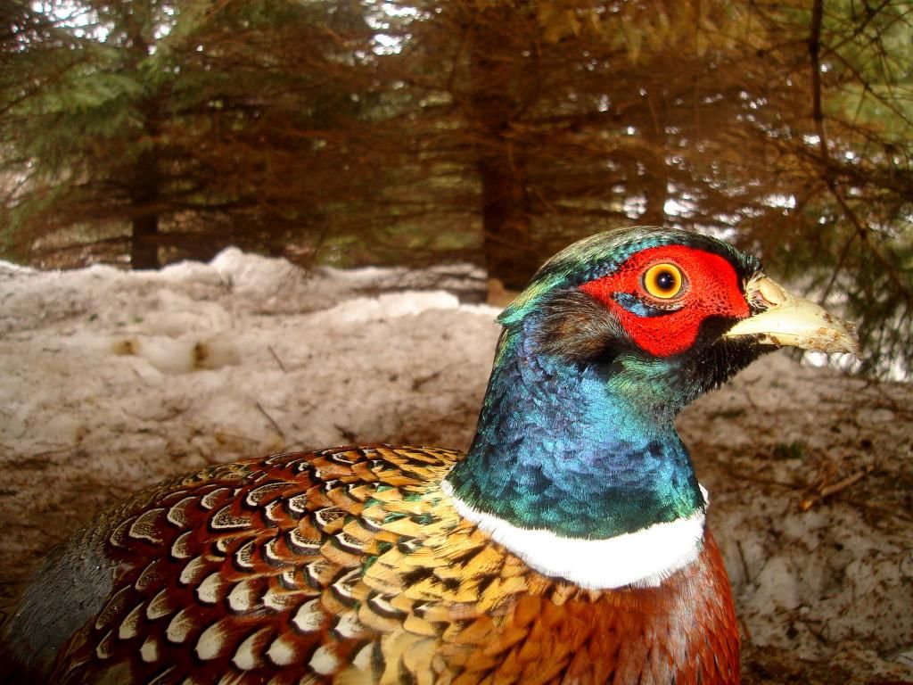 Pheasant trail pics 032510 Ultimate Pheasant Hunting Forums